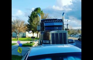 379 peterbilt Gender reveal